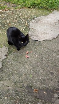 Darujem mačičky - 4