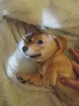 Darujem do dobrých rúk - 4