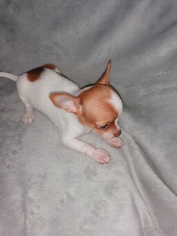 Čivava krátkosrstá - 4