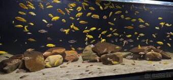 Africke cichlidy malawi - 4