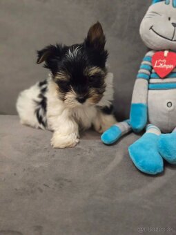 Biewer yorkshire terier Monty - 4