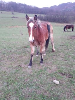 Predám ťažné zriebata - 4