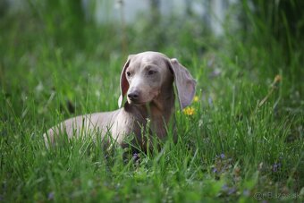 Jazvečík trpaslicip krátkosrsty - 4