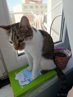 Súrne darujem mačku - 4