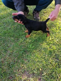Jagdterrier - 4