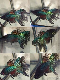 Betta Splendens - Bojovnica Pestrá. - 4