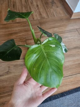 Philodendron ‘White Princess - 4