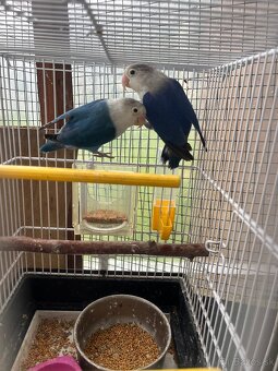 Agapornis fisher chovny par - 4