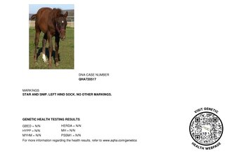 1,5 ročná kobylka po JAC O RIMA - 4