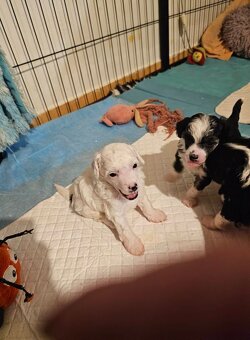 ČÍNSKÝ CHOCHOLATÝ PES/ labutěnka/naháč - 4