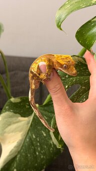 Pagekon riasnaty - 4