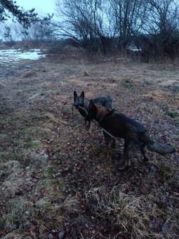 Nemecký ovčiak - 4