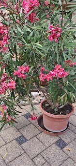 Predám oleandre - 4