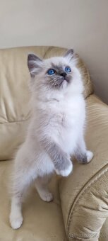 Ragdoll koťátka bez PP - 4