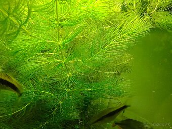 Ceratophyllum demersum-Rožkatec ponorený - 4