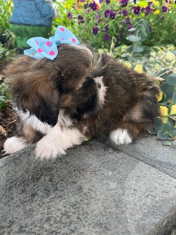 shi tzu - 4