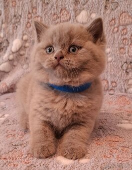 Britské mačiatká - 4