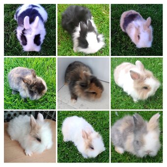 Zdrobnelý, zakrslý kralik - 4