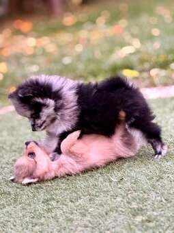 Pomeranian - trpazličí špic - 4