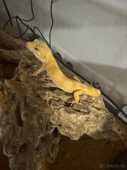 Gekon nočný - 4