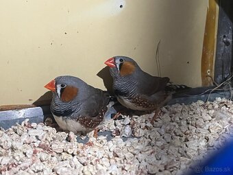 Predám andulky,korely,Neofemy, kráľovsky . - 4