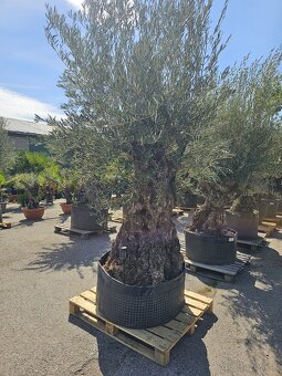 Citrusy palmy olivovniky bananovniky juky agave - 4