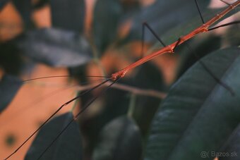 Strašilka lonchodiodes sp. ilocos Kúpim/vymením za samicu - 4