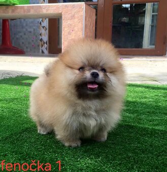 Pomeranian mini - 4