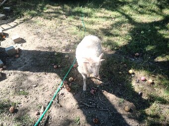 Predám minibarančeka - 4