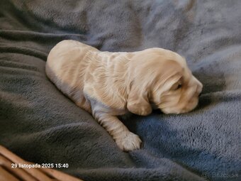 Anglický kokeršpaniel s rodokmeňom - 4