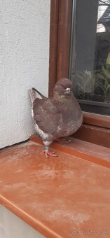 Americký King 2025 Samec. - 4