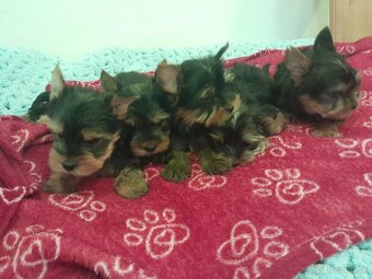 Yorkshire teriér Yorkshir - 4