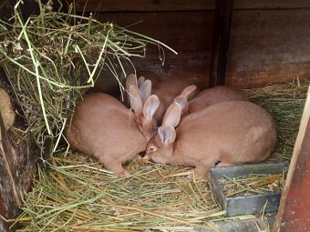 Burgundsky kralik - 4