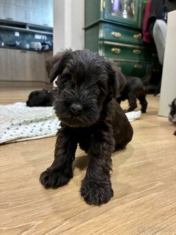 Bradáč malý - šteniatka s PP - 4