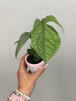 Amydrium medium ‚Silver‘ - 4