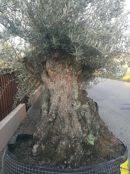 Olivovník bonsai - 4