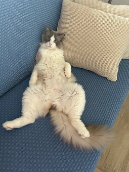 Ragdoll - 4