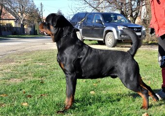 Rottwelier s pp - 4