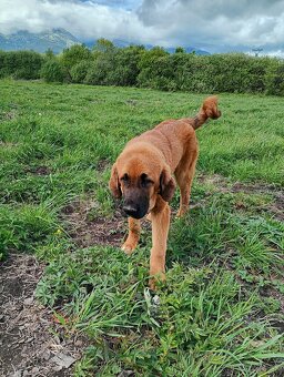 Kangal - 4