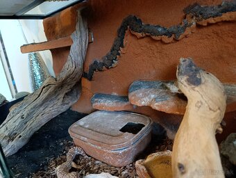Terarium s gekoncikom nočným - 4