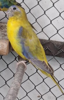 Neoféma tyrkysová žltobruchý škoricový opalín - 4