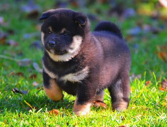 SHIBA INU - nádherne veselé šteniatka - 4