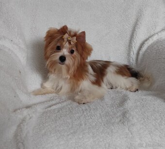 Yorkshire teriér, Biewer, Biro, Yorkshire teriér s PP - 4