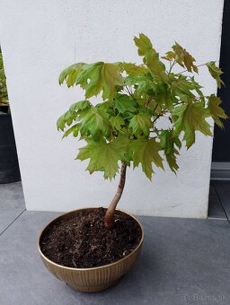 Javor bonsai - 4