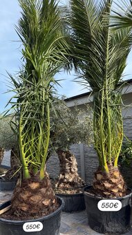 🌴Predám palmy Trachycarpus Fortune - 4