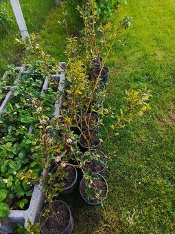 Ilex blue prince - 4