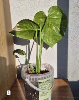 Monstera thai constelation - 4