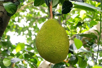 Jackfruit-Artocarpus heterophyllus - 4