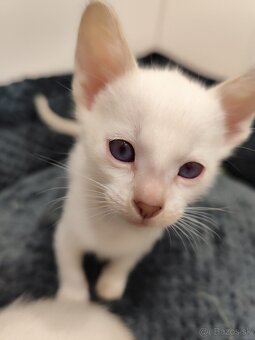 Siamské mačiatka na predaj (typ: Thai Ratana Eye Siami) - 4