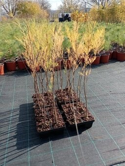 tamaryšek kaspický-biely - 4